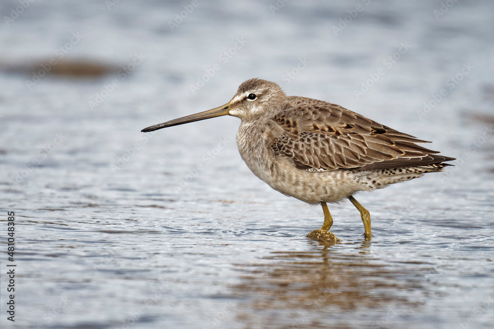 Long-billed Dowitcher standing a lake. Long-billed Dowitcher standing a lake.