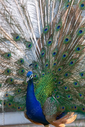 Peacock