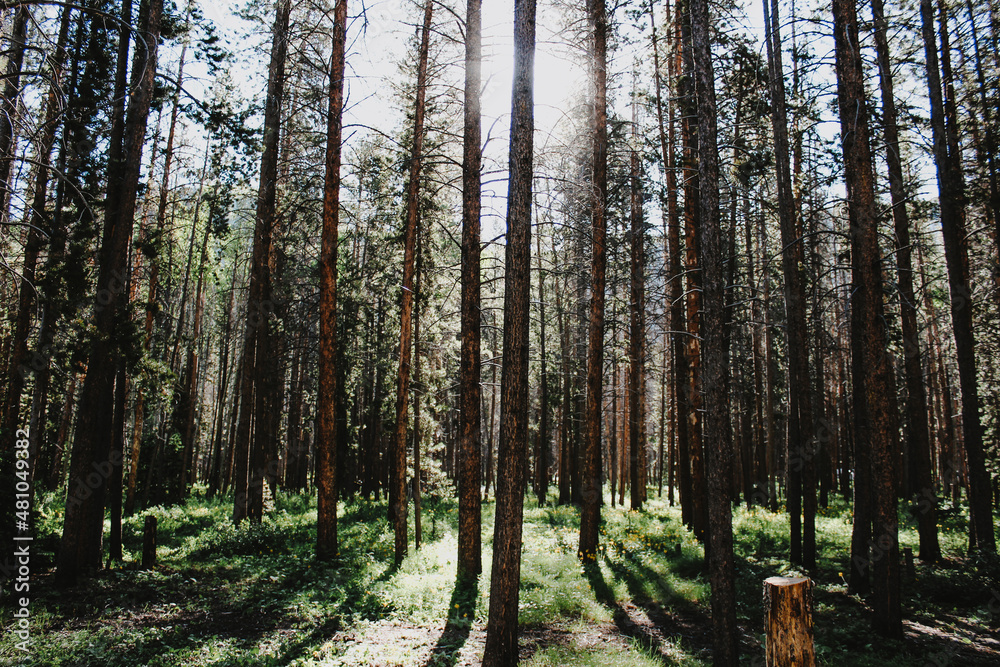 Sun shining through the pine trees in the forest in the mountains of Colorado Sun shining through the pine trees in the forest in the mountains of Colorado