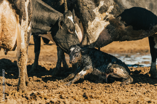 the newborn cow calf trying to stand up photo