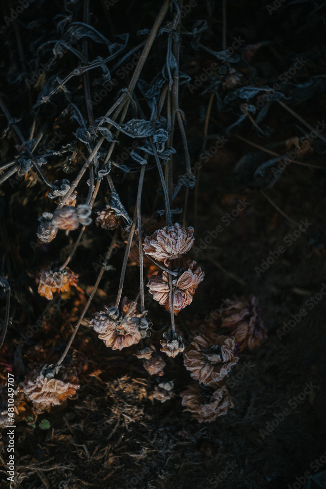 Frost Covered Dahlia Flowers in the garden