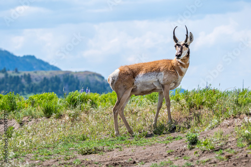 Pronghorn in the field of Yellowstone National Park  Wyoming