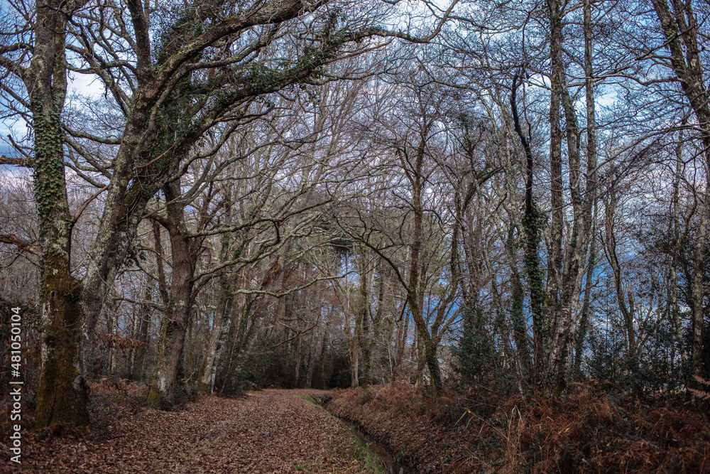 path in the woods in the winter 