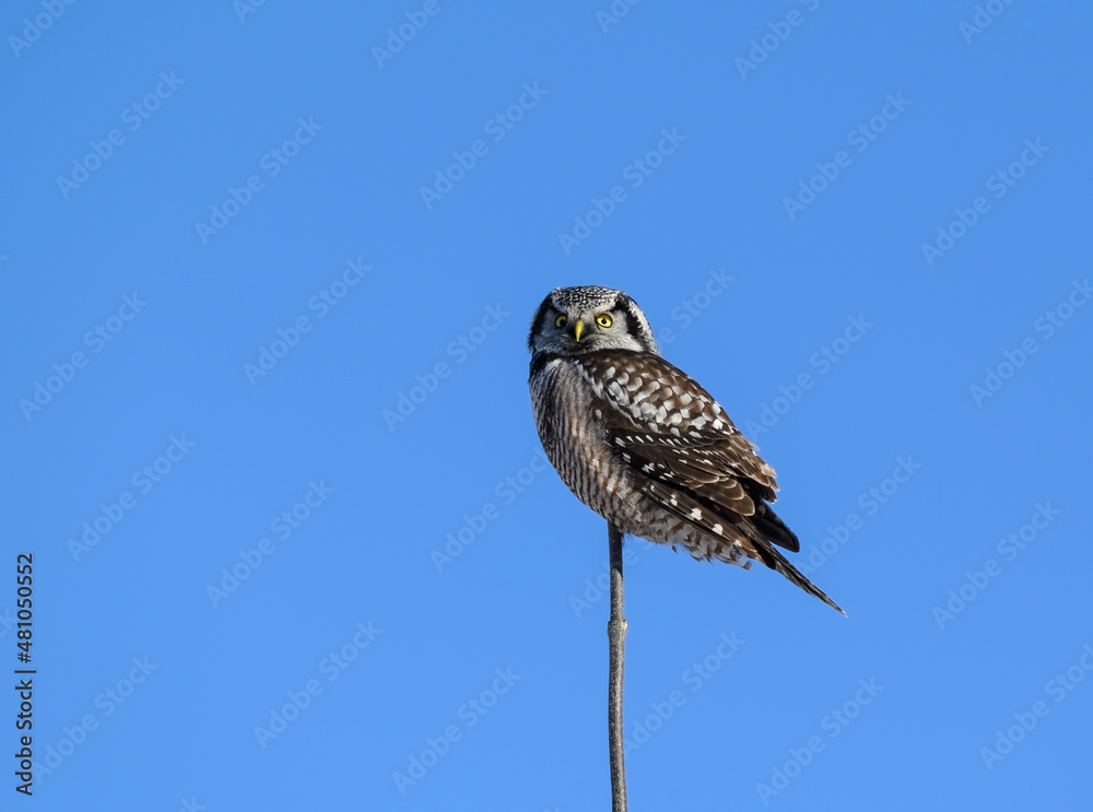 Northern Hawk Owl Perched on Top of the Tree on Blue Sky Northern Hawk Owl Perched on Top of the Tree on Blue Sky