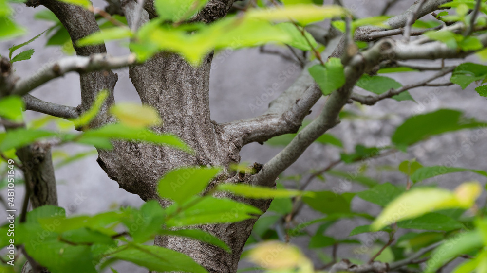 Privileged View Deep into the Hidden Bonsai Forest Privileged View Deep into the Hidden Bonsai Forest
