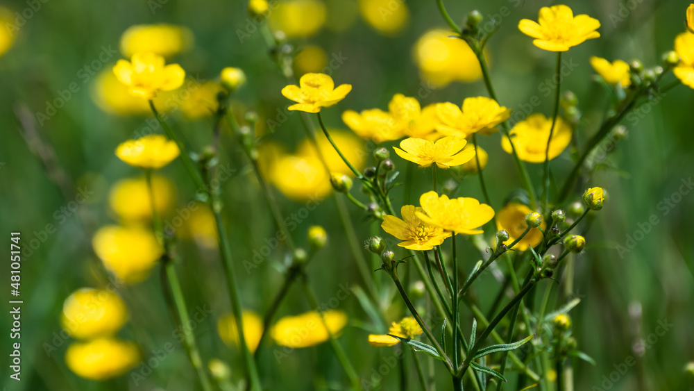 Fototapeta premium Field of Yellow Buttercups Blossoming Happily Amid the Cool Green Grass