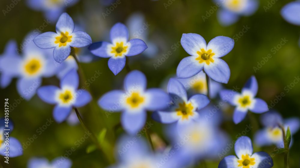 Fototapeta premium Beautiful Patch of Bluets Blooming Along the Blue Ridge Parkway