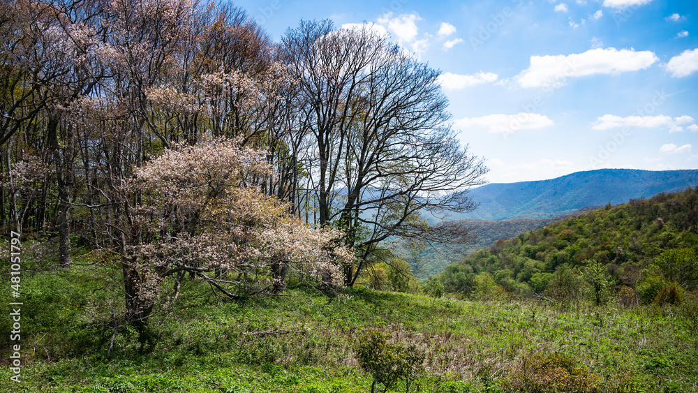 Springtime Appalachian Mountain View Along the Blue Ridge Parkway Springtime Appalachian Mountain View Along the Blue Ridge Parkway