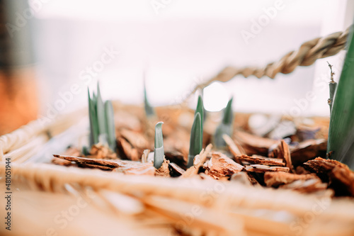 sprouts of daffodils and hyacinths in a special container photo