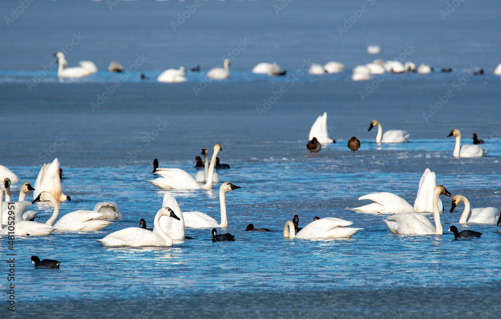 Swans and water fowl on a frozen Lake Bear River Bird Refuge, Utah