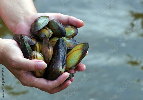 freshwater pearl mussels. river shells in hands. photo