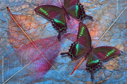 bright colorful Papilio maackii butterflies on an abstract background of skeletonized leaves and crumpled watercolor paper. photo