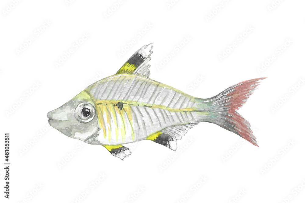 Fototapeta premium Animal illustration: X-ray fish, watercolor