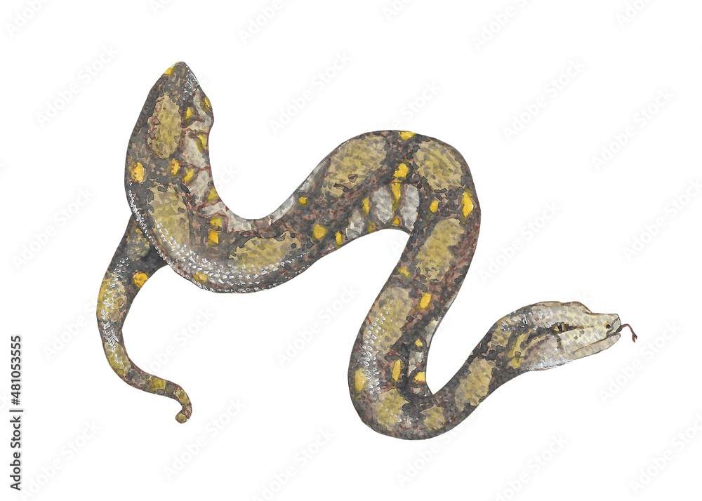 Animal illustration: brown snake, watercolor Animal illustration: brown snake, watercolor