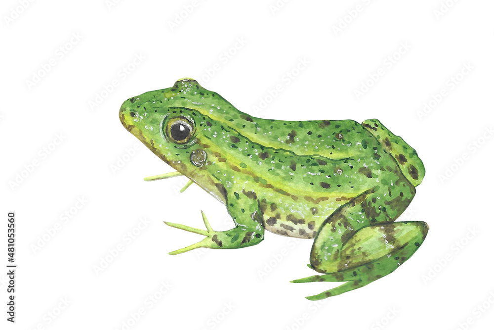 Animal Illustration: frog, watercolor, isolated Animal Illustration: frog, watercolor, isolated