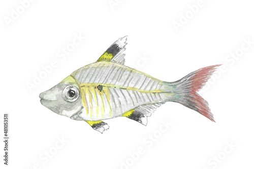 Animal illustration: X-ray fish, watercolor