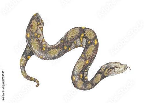 Animal illustration: brown snake, watercolor © Kateryna