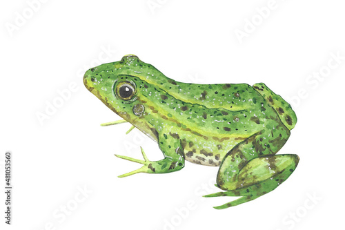 Animal Illustration: frog, watercolor, isolated