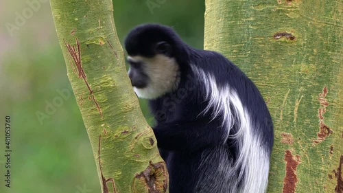 Black-and-white colobus or colobi - Colobus guereza, monkey native to Africa, related to red colobus monkey of Piliocolobus, long tail, female with young child cub on the tree in Kenya.