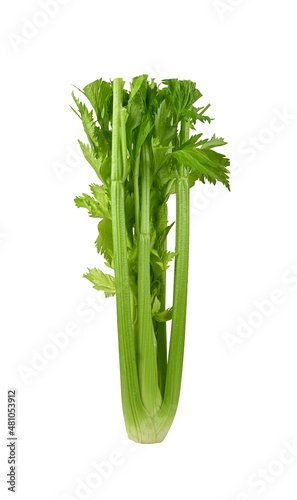 celery isolated on a white background