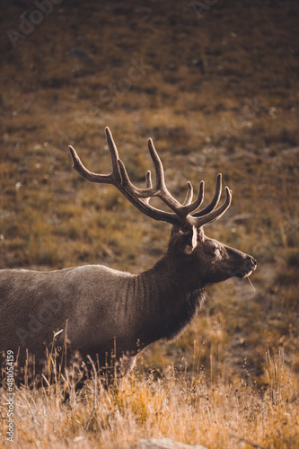 Majestic bull elk at sunrise in the mountains of Colorado © Jace