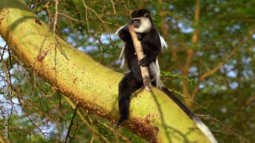 Black-and-white colobus or colobi - Colobus guereza, monkey native to Africa, related to red colobus monkey of Piliocolobus, long tail, female with young child cub on the tree in Kenya. photo