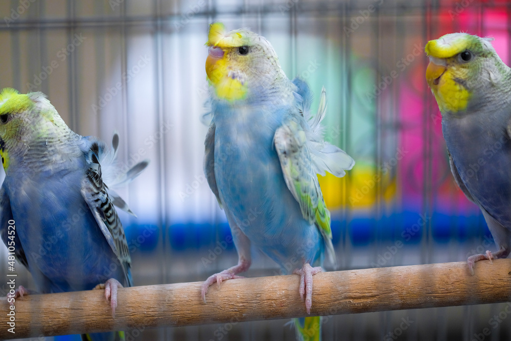 Obraz premium blue and yellow macaw