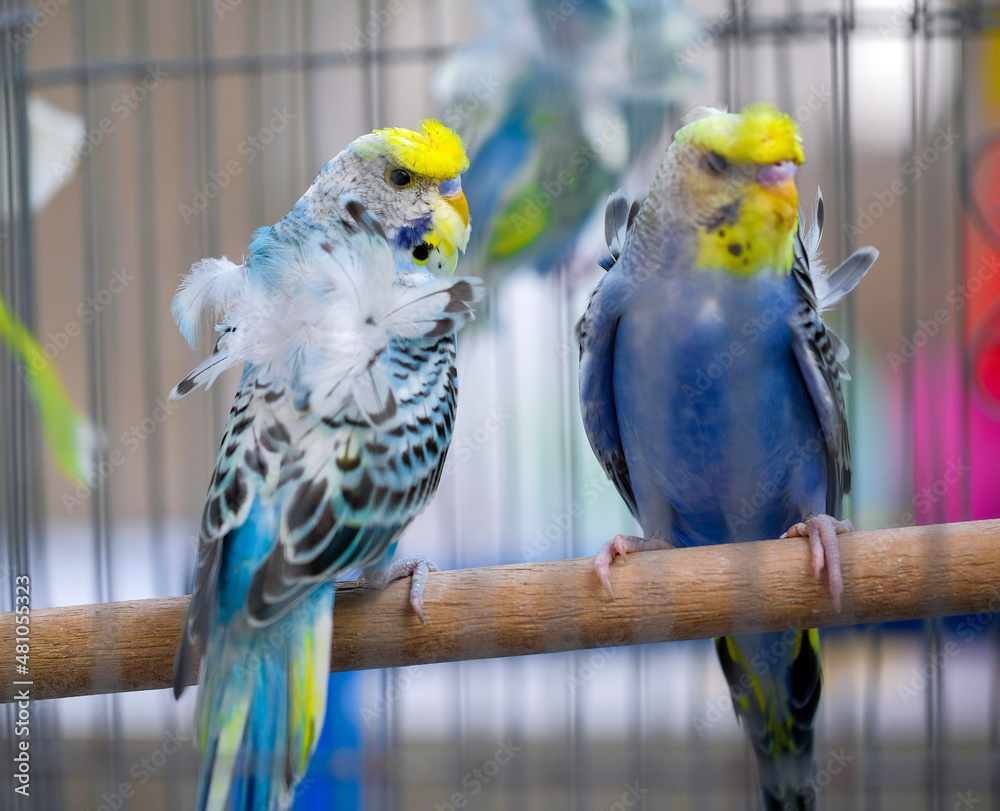 Obraz premium blue and yellow macaw