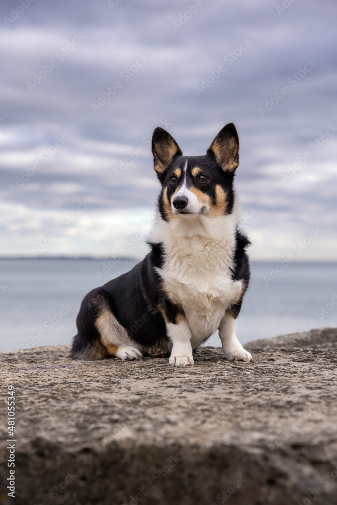 Tri colored Pembroke Welsh corgi sitting outside on a rock jetty on the water