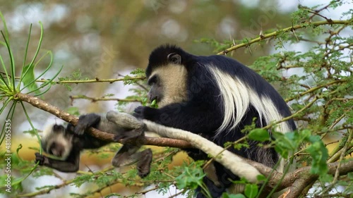 Black-and-white colobus or colobi - Colobus guereza, monkey native to Africa, related to red colobus monkey of Piliocolobus, long tail, female with young child cub on the tree in Kenya. photo