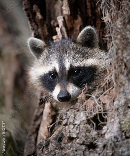 Raccoon in a mossy tree  © Harry Collins
