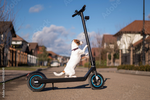 Jack russell terrier dog rides an electric scooter in the cottage village.  © Михаил Решетников