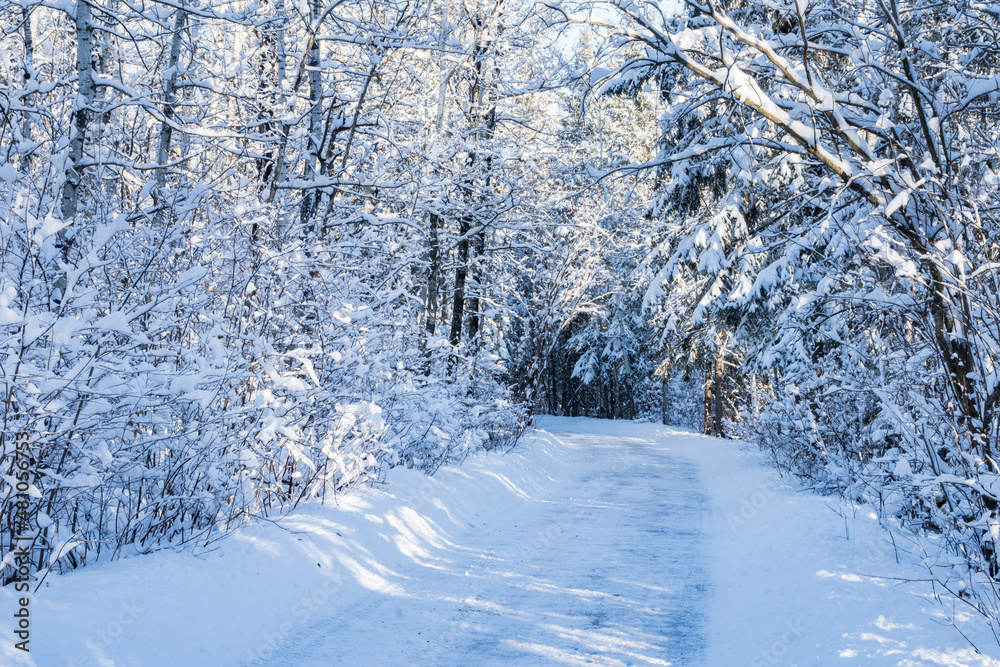 Obraz premium Public park winter landscape