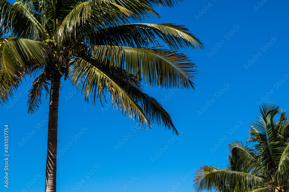 coconut trees summer sky