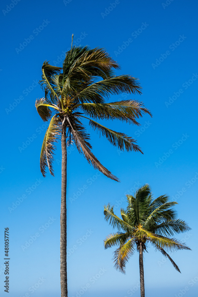 Obraz premium coconut trees on blue sky