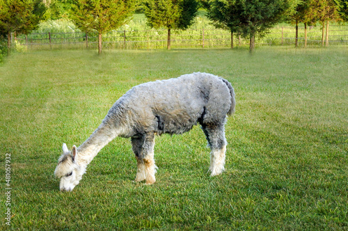 Horizontal image of side view of a gray-and-white huacaya alpaca grazing in a bright green pasture, with room for copy