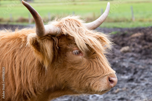 Profile closeup of red Scottish Highland cow with long blond eyelashes