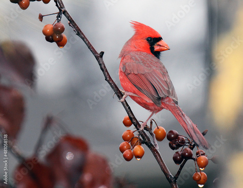 Valokuvatapetti Northern Cardinal
