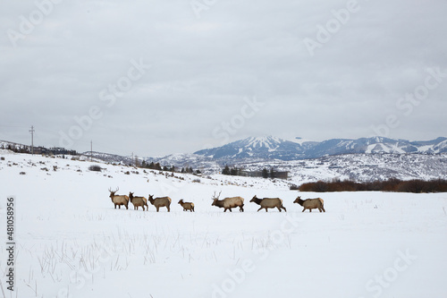 Park City Elk © Steven