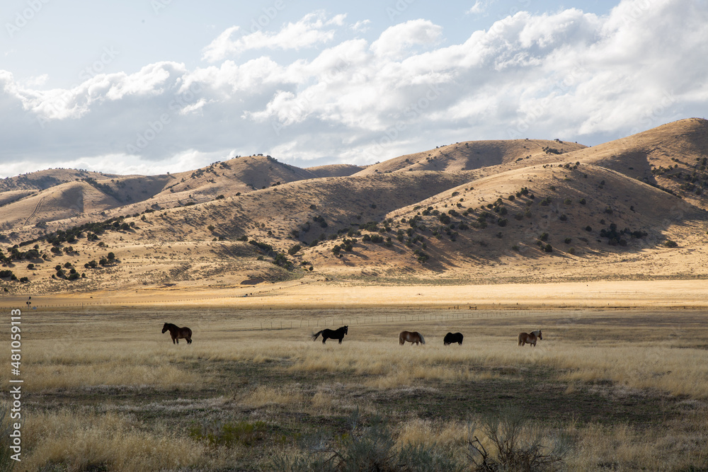 Obraz premium Wild Horses