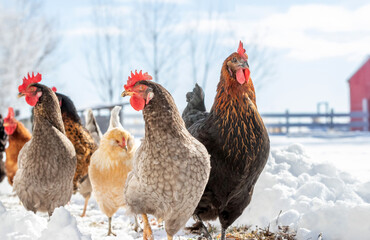 Backyard chickens walking down a snowy path on a far in the winter.
