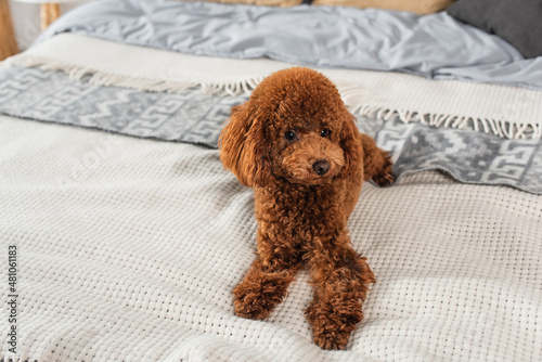 brown and groomed poodle lying on bed at home.