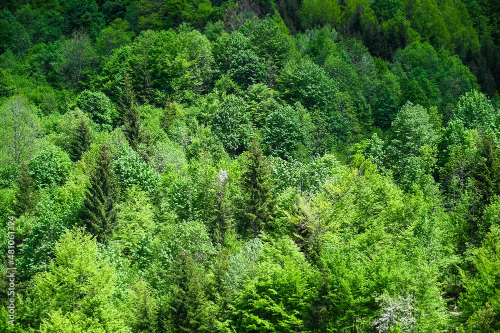 Green trees in early spring in the woods. A drone shot of a green forest on a mountain. Green trees in early spring in the woods. A drone shot of a green forest on a mountain.