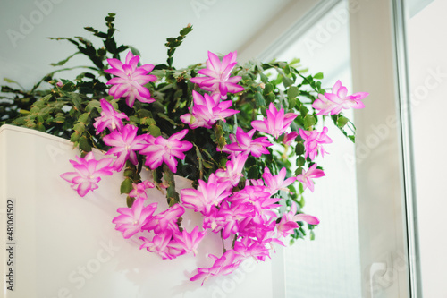 Holiday cactus blooming in winter season  Schlumbergera flowering houseplant