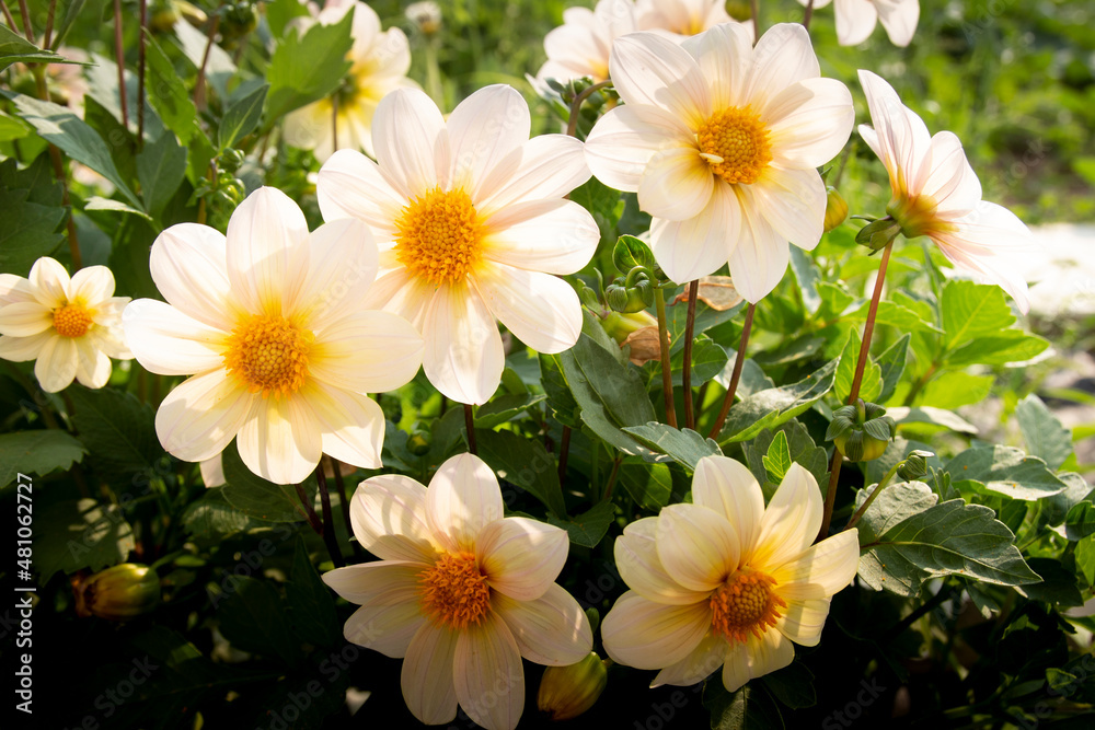 Fototapeta premium white frangipani flowers