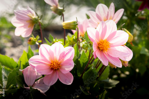 pink lotus flower