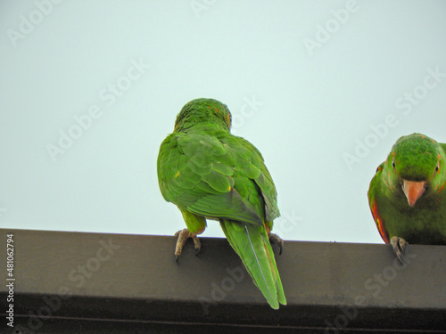  maritaca parrots