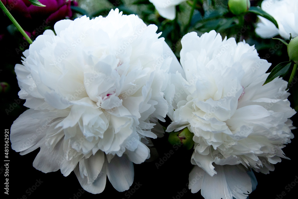 white chrysanthemum flower white chrysanthemum flower