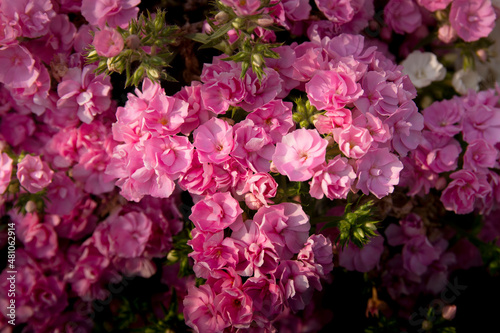 pink flowers