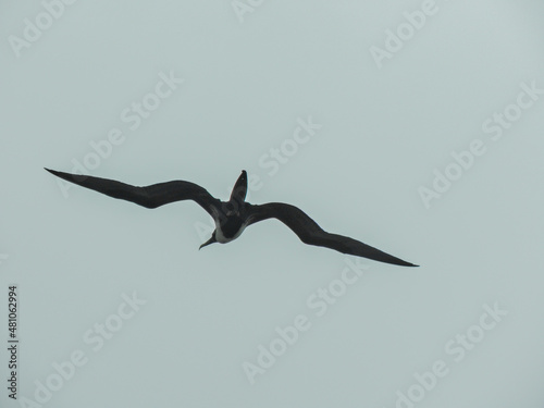 Seagull flying over the sea near Ilha do Mel